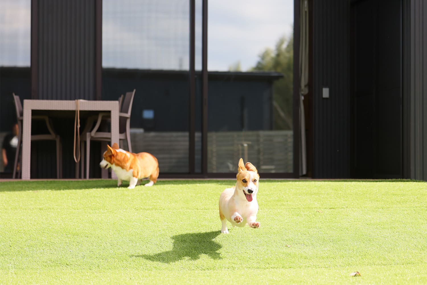 プラベートドッグラン