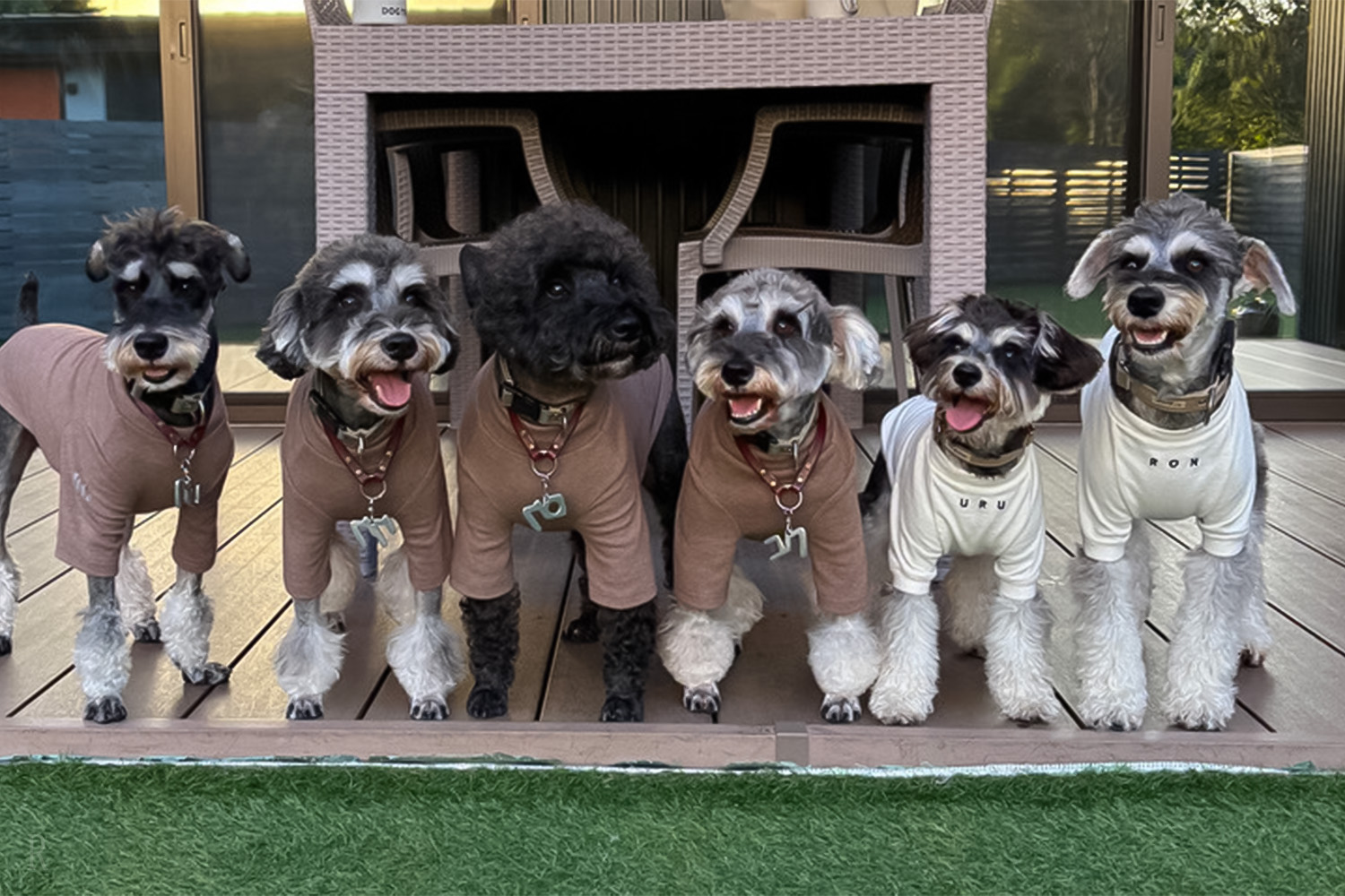 犬種・頭数制限なし！