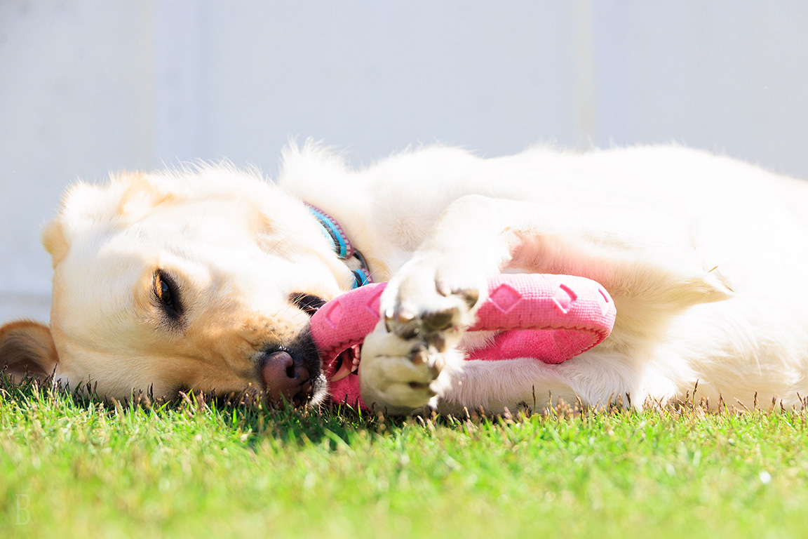 犬種・頭数制限なし！